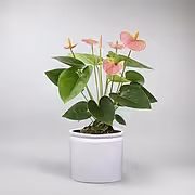 Anthurium 'Pink Champion' | Anthurium 'Pink Champion'