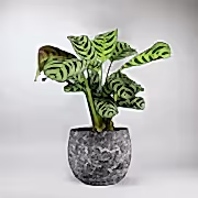 Calathea 'Ctenanthe' Plant- Striking Patterns in Oval foliage