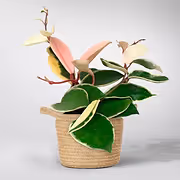 Pink Colorful Hoya - Tricolour 'Krimson Queen plant