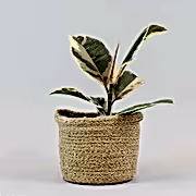 Ficus Elastica Tineke | Ficus Elastica 'Tineke'