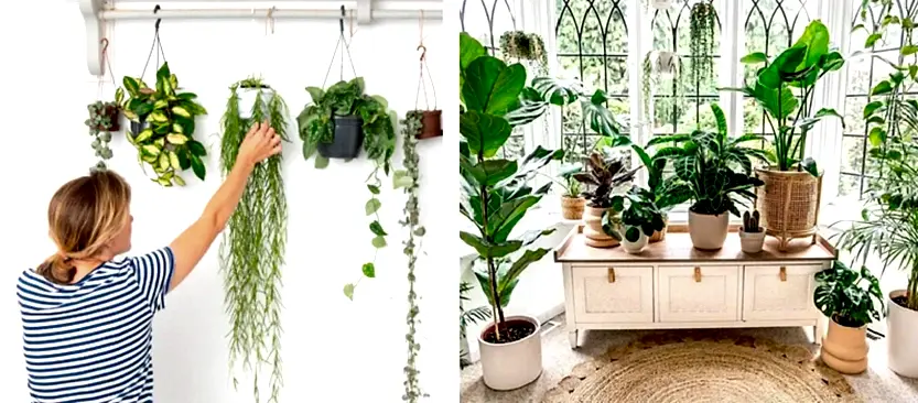 Looking for office plants?
