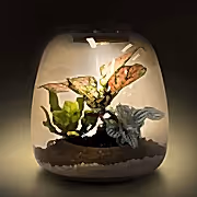 Amazonian Plant Terrarium DIY Kit | Build your Miniature Ecosystem