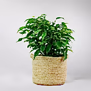 Weeping Fig 'Kinky' | Ficus Benjamina 'Kinky'