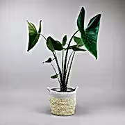 plant with animal print Pattern on stems - Elephant Ear 'Tiger' Variety