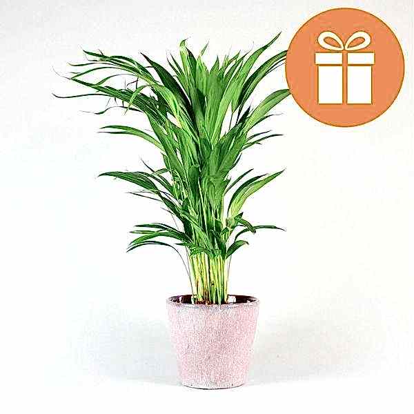 Plant Subscription Box Gift Card - monthly plants
