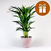 Plant Subscription Box Gift Card - monthly plants