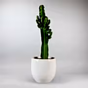 Candelabra Cactus - Unique Desert plant for home