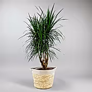 Dragon Tree 'Magenta' palm looking plant - caribbean interiors