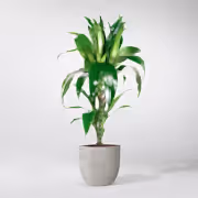 Janet Craig plant - interior tropical plants 