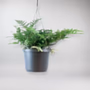 White Rabbits Foot Fern - Bushy hanging plant