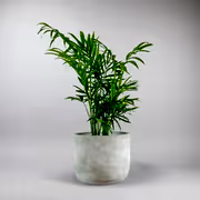 Parlour Palm -  Indoor  Elegant Plant