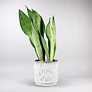Moonshine Snake Plant | Sansevieria trifasciata - Bloombox Club
