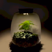 Rainforest Terrarium Kit - Miniature Ecosystem